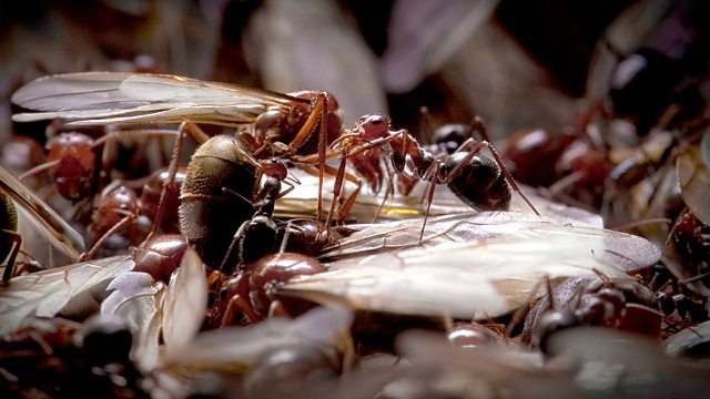 Ants: Nature's Secret Power - Documentary